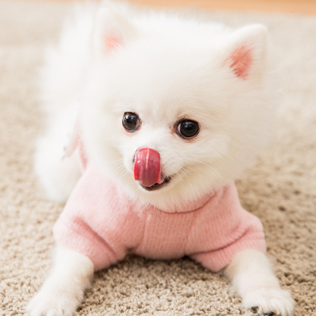 Dog Shirts Pomeranian Small Pet Princess Female