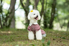 Dog Dress Cute Plaid Forest Pet Top