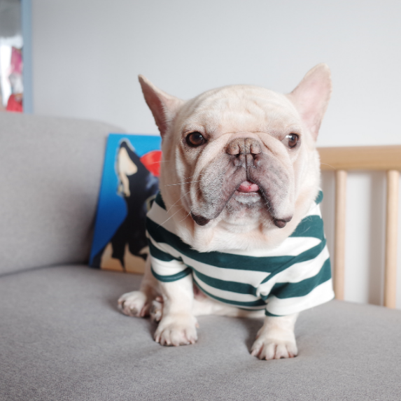 Dog Hoodie Stretch Striped  Buldog