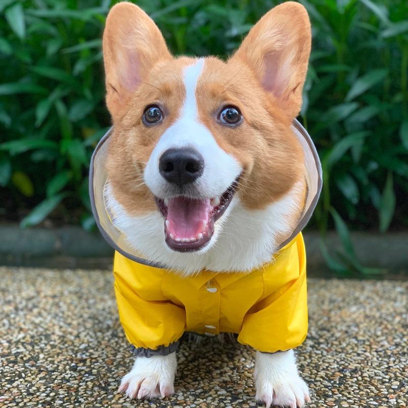 Dog Hoodie Summer Puppies Waterproof Raincoat