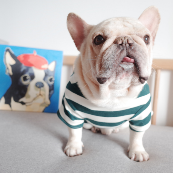 Dog Hoodie Stretch Striped  Buldog