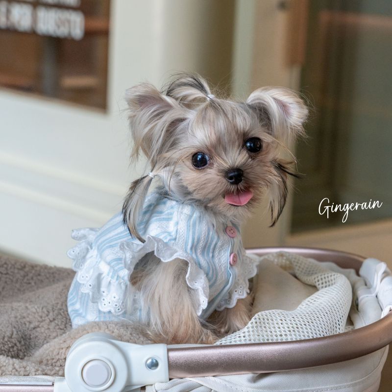 French lace-patterned pet dress