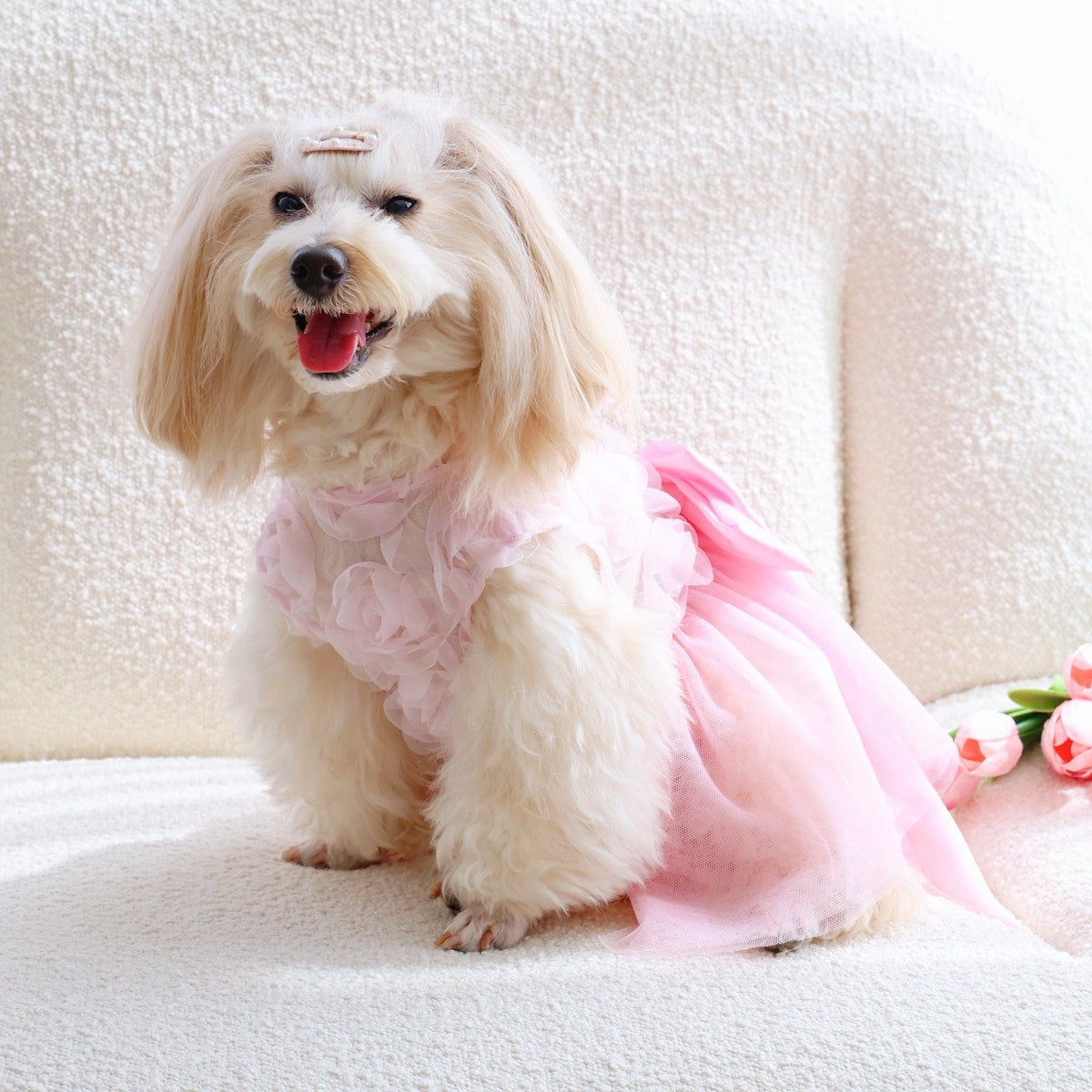 Soft Denim Dog Harness Outfit for Small Pets