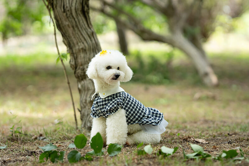 Dog Dress Cute Plaid Forest Pet Top