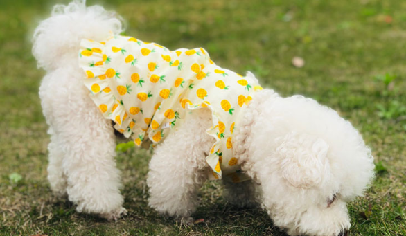 Dog Dresses Summer Pineapple Skirt T-Shirt Vest